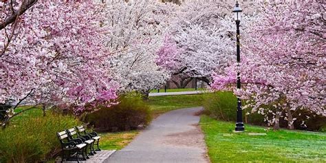 Cherry Blossom Season Essex County Branch Brook Park